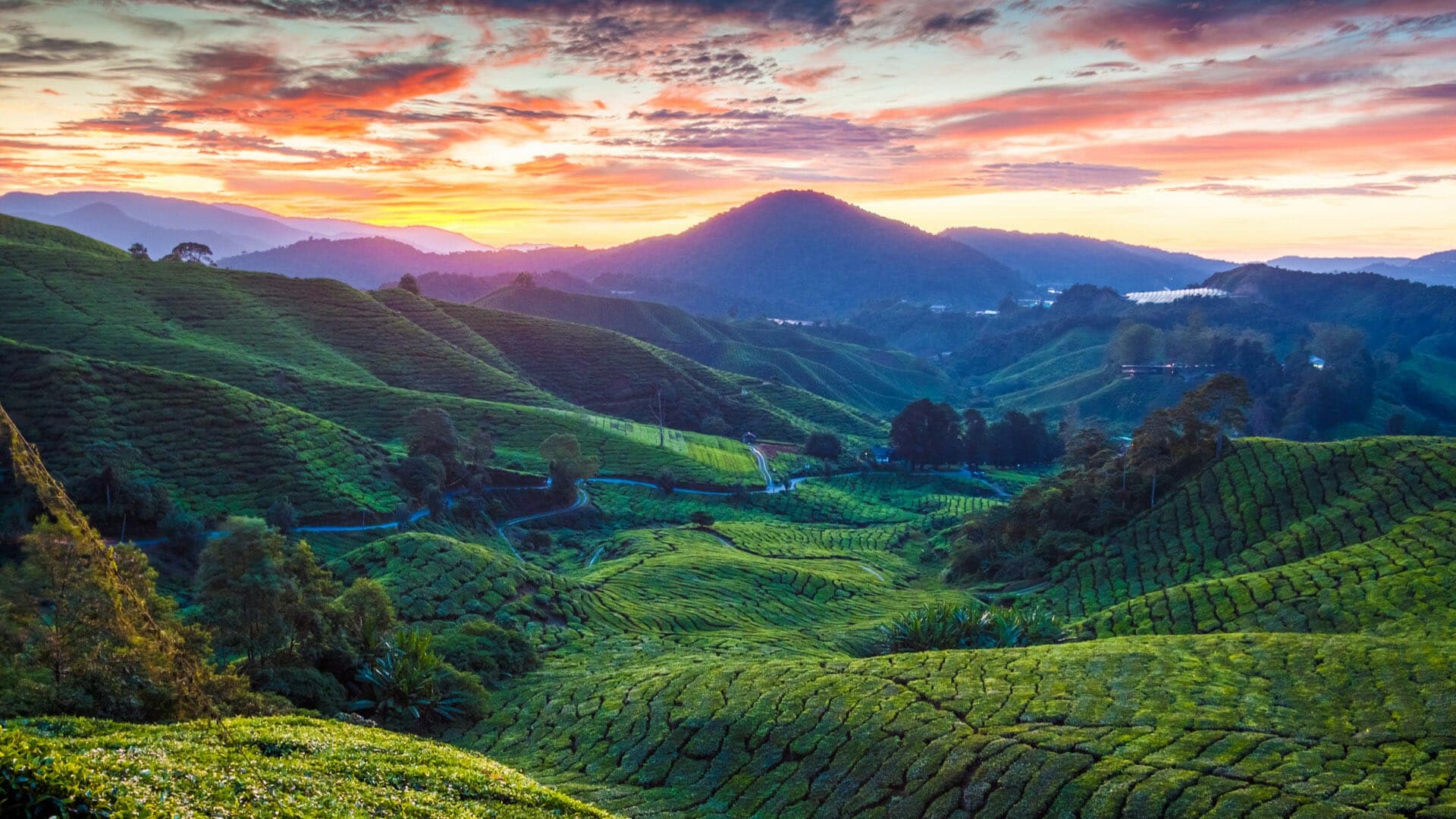 Cameron Highlands