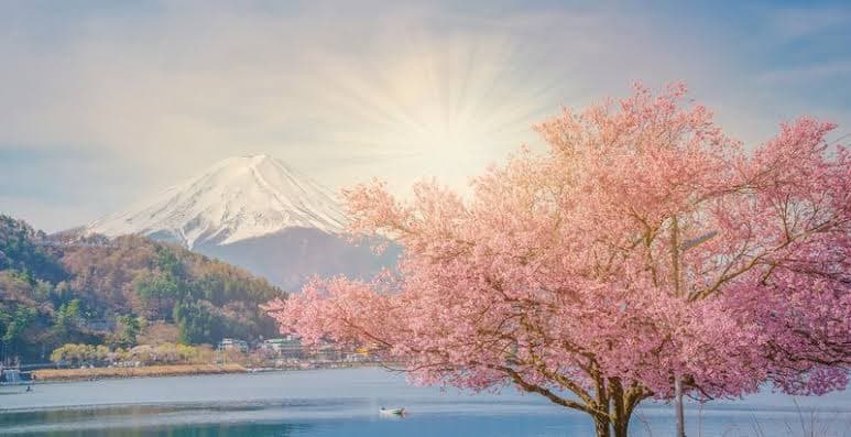Japan Cherry Blossom Tour — Sakura Season